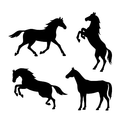 Set of silhouette of horses. Isolated black silhouette of galloping, jumping running, trotting, rearing horse on white background. Side view
