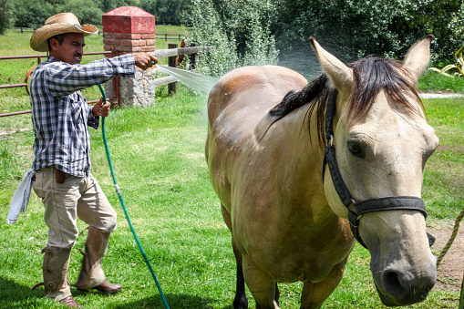 Lagos de Moreno, Mexico, Agu 20 - A man washes and refreshes a horse in Lagos de Moreno. Lagos it's located in the state of Jalisco, in the western of Mexico, home some of the most famous elements of the Mexican culture world: the traditional Tequila liquor and the Charros.