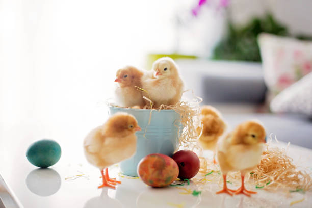 istock Cute little newborn chicks in a bucket and easter eggs 1217126677