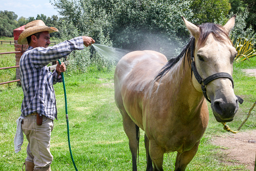 Lagos de Moreno, Mexico, Agu 20 - A man washes and refreshes a horse in Lagos de Moreno. Lagos it's located in the state of Jalisco, in the western of Mexico, home some of the most famous elements of the Mexican culture world: the traditional Tequila liquor and the Charros.