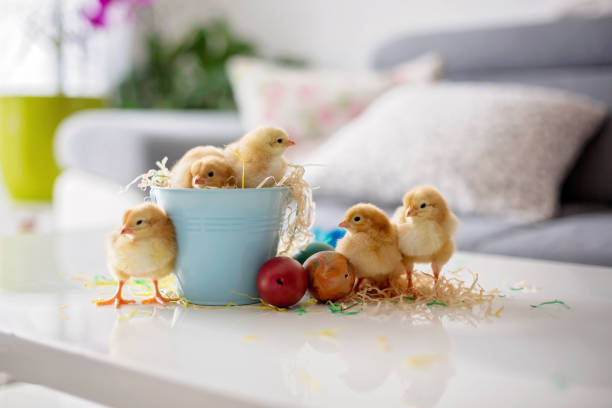 istock Cute little newborn chicks in a bucket and easter eggs 1217126706