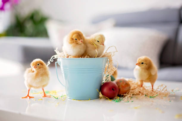 istock Cute little newborn chicks in a bucket and easter eggs 1217126738