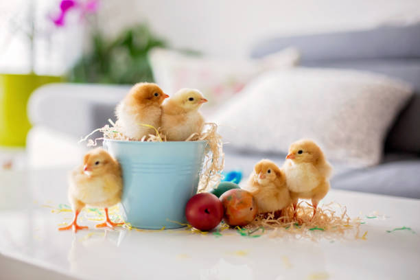 istock Cute little newborn chicks in a bucket and easter eggs 1217126786