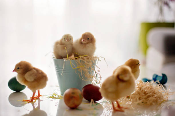 istock Cute little newborn chicks in a bucket and easter eggs 1217126819