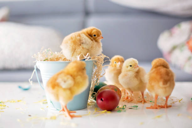 istock Cute little newborn chicks in a bucket and easter eggs 1217126880