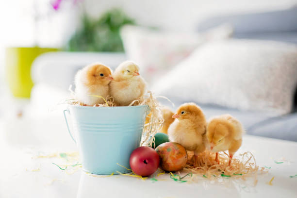 istock Cute little newborn chicks in a bucket and easter eggs 1217126994