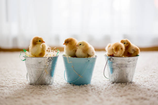 istock Cute little newborn chicks in buckets 1217127021