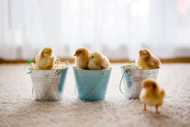 istock Cute little newborn chicks in buckets 1217127048
