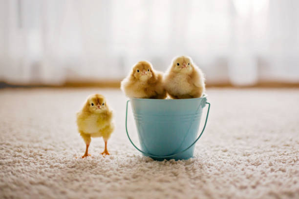 istock Cute little newborn chicks in buckets 1217127076