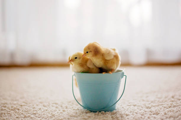 istock Cute little newborn chicks in buckets 1217127129