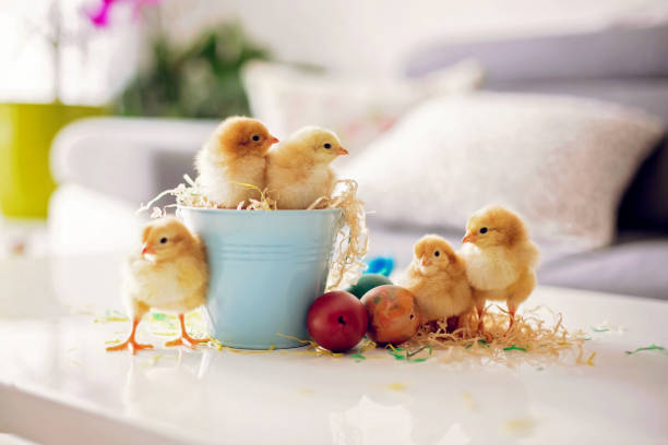istock Cute little newborn chicks in a bucket and easter eggs 1217127202