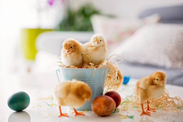 istock Cute little newborn chicks in a bucket and easter eggs 1217127287