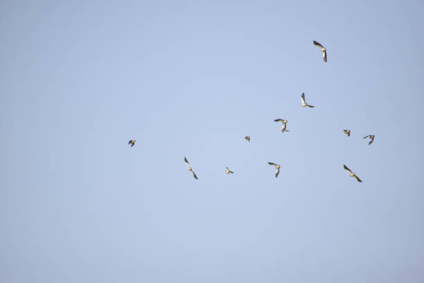 a group of birds flying on a blue sky