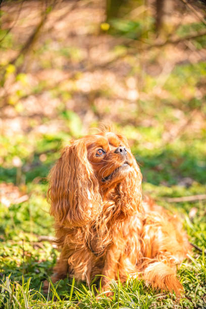istock Cavalier King Charles Spaniel dog male dog in Ruby 1217131715