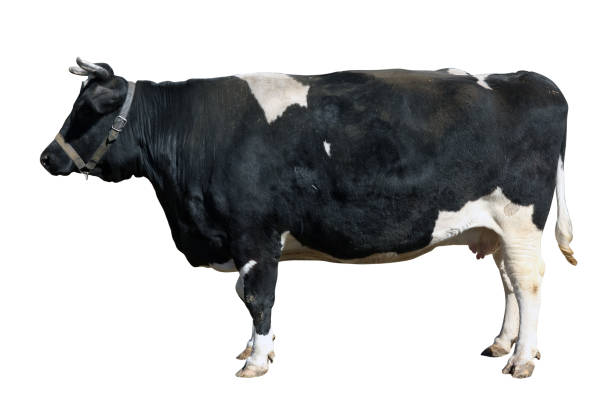 istock Young black and white dutch beef cow. Isolated 1217132752