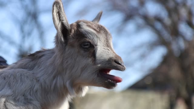 Goat Bleating Stock Videos and Royalty-Free Footage - iStock
