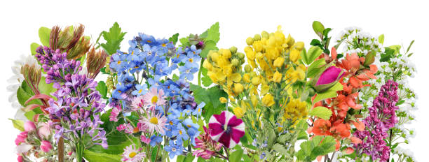 istock Spring time  leaves and flowers line border macro . Isolated 1217133240