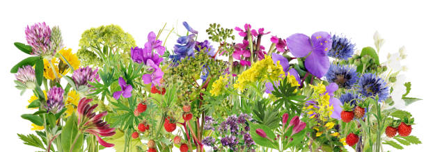 istock Summer time  leaves and flowers line border macro . Isolated 1217133331