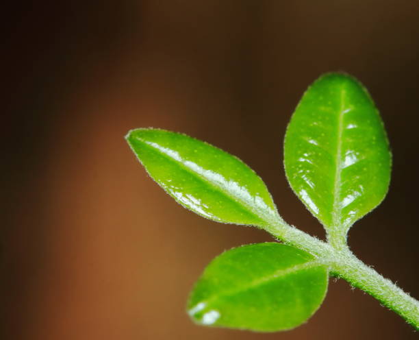 Green background made of fresh plants