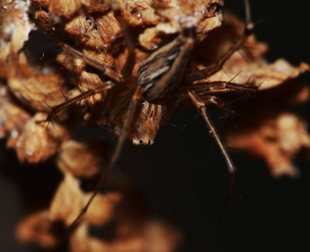 istock Macro Photography of Jumping Spider 1217133406