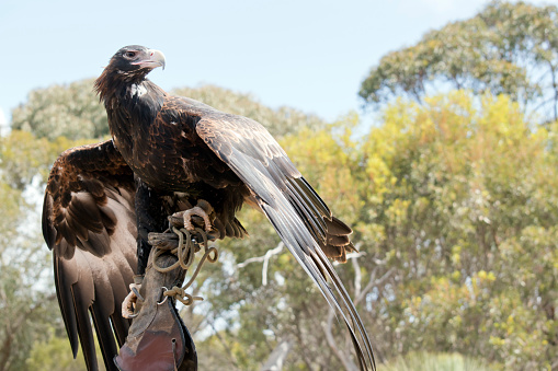 the wedge tail eagle is flapping his wings
