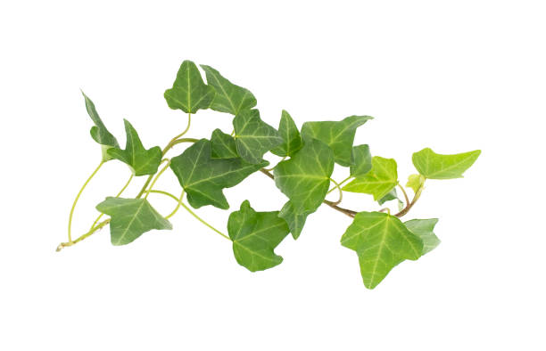 istock ivy leaves isolated on white 1217133567