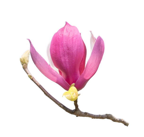 istock magnolia flowers isolated on white 1217133589