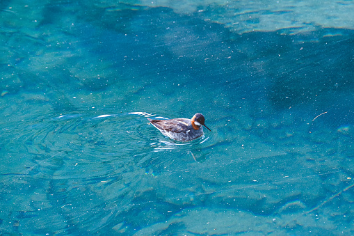 Bird on blue lake. Duck swims in turquoise water