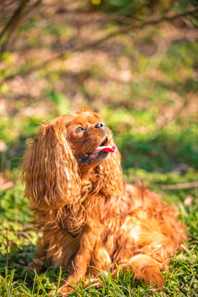 istock Cavalier King Charles Spaniel dog male dog in Ruby 1217133674