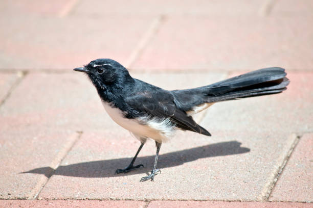 istock the willy wagtail is a small black and white bird 1217134361