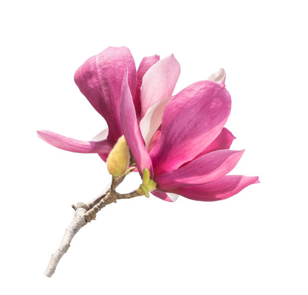 istock magnolia flowers isolated on white 1217134684