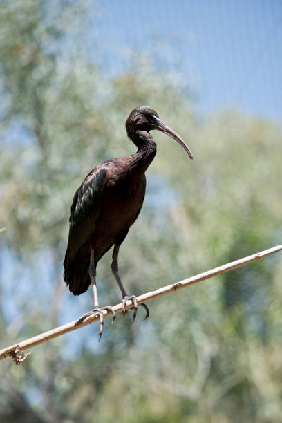 istock the glossy ibis is resting on a thin branch 1217134711