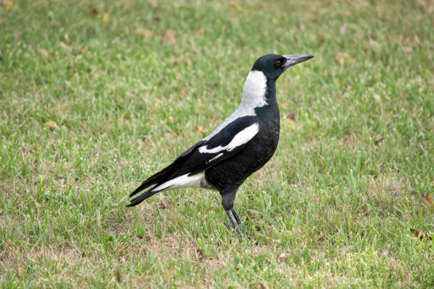istock this is a side view of a magpie 1217134810