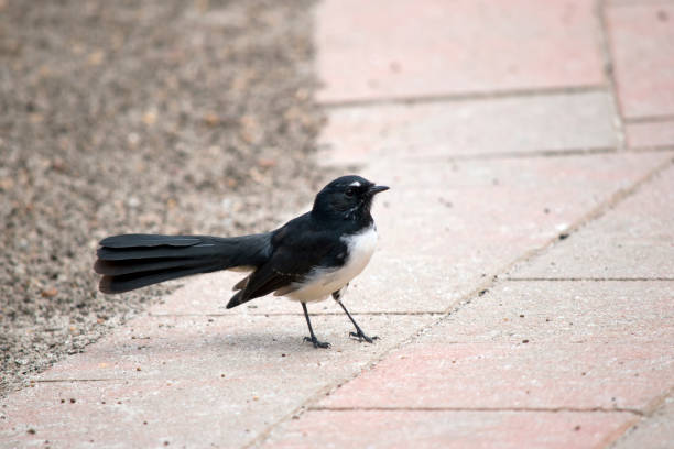 istock the willy wagtail is a small black and white bird 1217135210