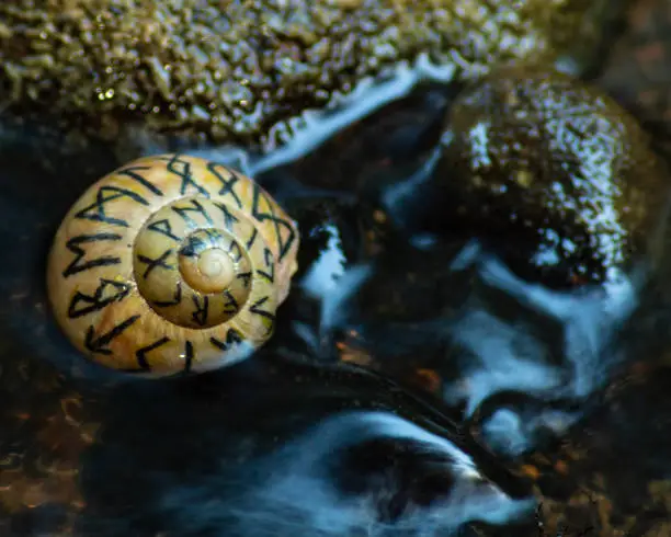 Photo of Shell with Norse runes in evening river water