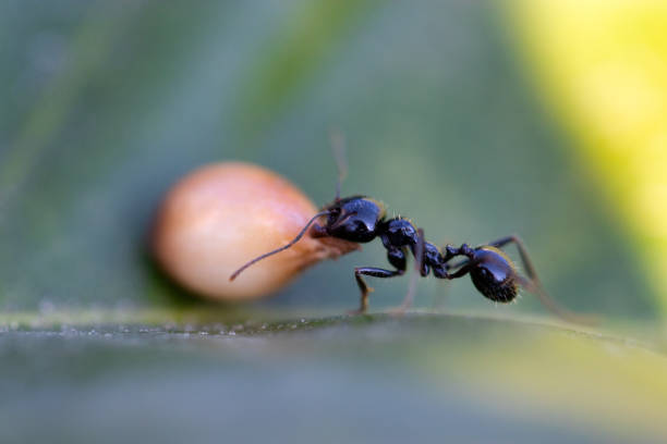 istock Ants are carrying on leaves 1217135983