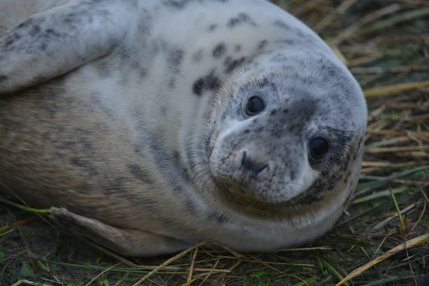 istock Seals and seal cubs 1217136703
