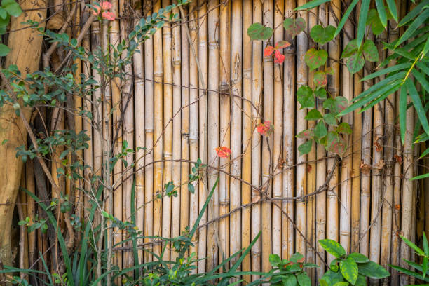 Bamboo wall, Dry bamboo fence as a background