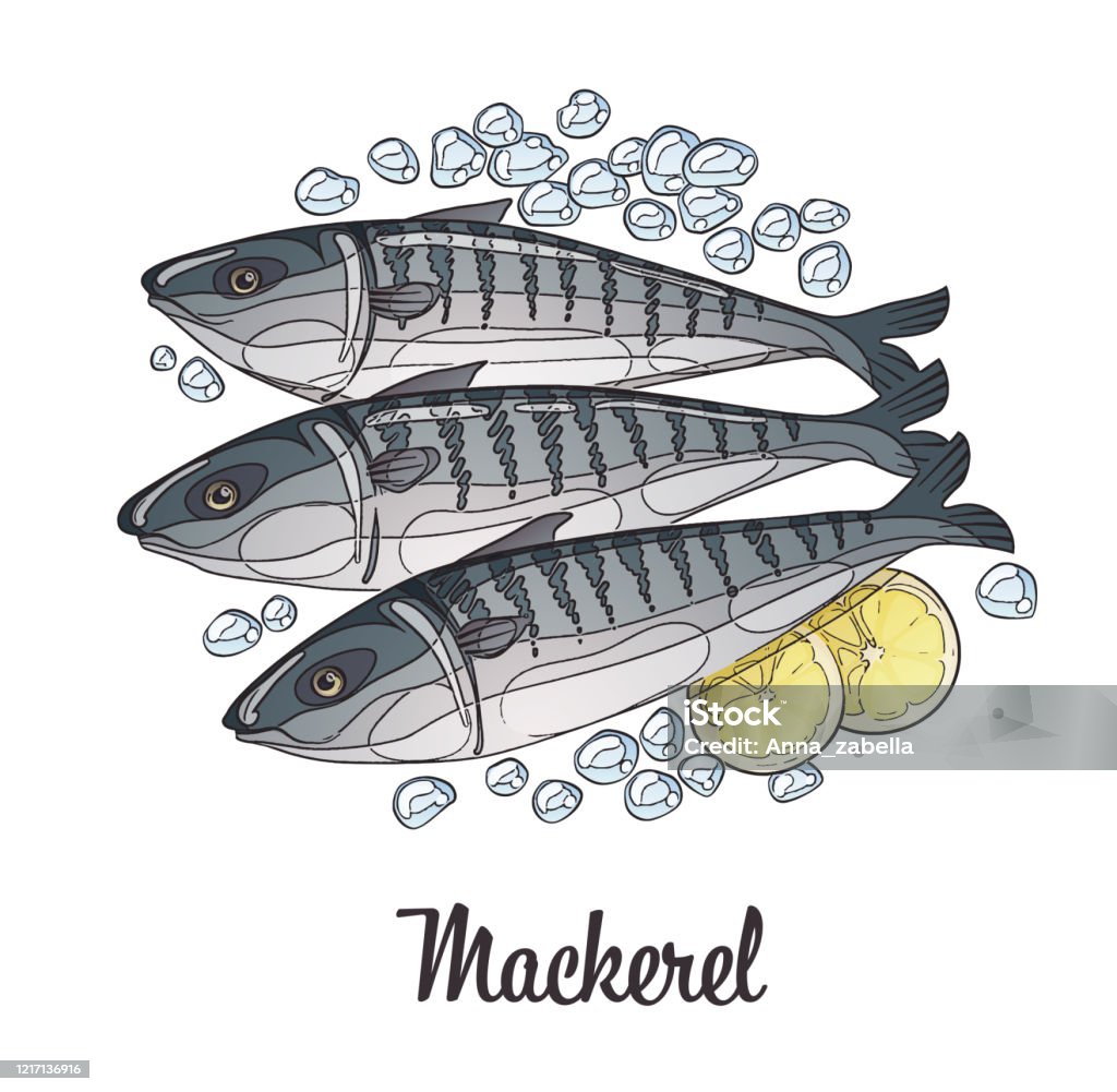 Frozen Mackerel Fish Illustration Cartoon Vector Fresh Seafood Sketch  Isolated On White Background Stock Illustration - Download Image Now -  iStock