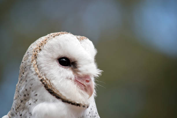 istock this is a close uo of a barn owl 1217137086