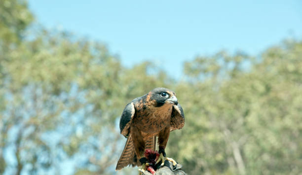 istock the hobby falcon is eating meat 1217137209