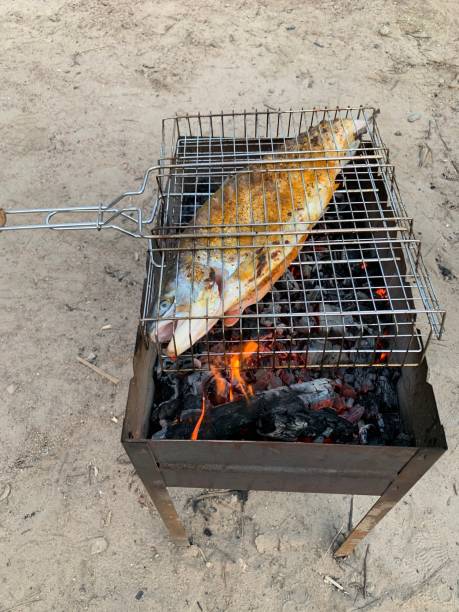 Grilling fish during a picnic. Roasting salmon on burning coals in the yard. Big red fish cooked on fire.