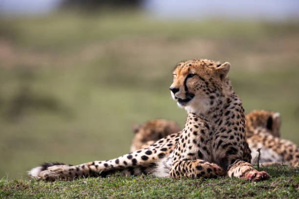 istock African cheetah relaxing in grass. 1217138468