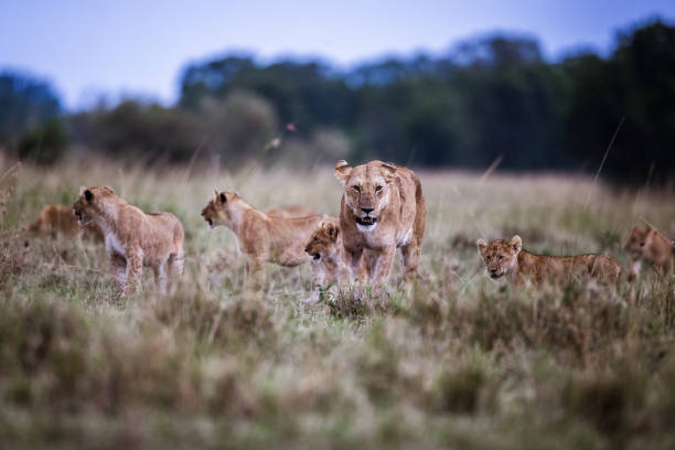istock Lioness and her cubs walking in nature. 1217138749
