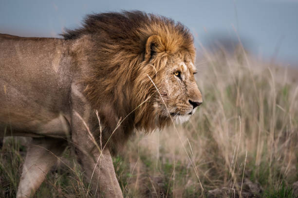 Male lion walking on grass in the wild.