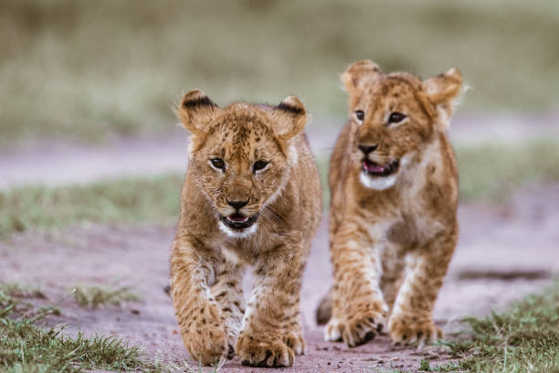 Two lion cubs walking in nature. Focus is on foreground.