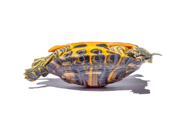 istock Portrait of a tortoise having problems in upside down position. 1217142163
