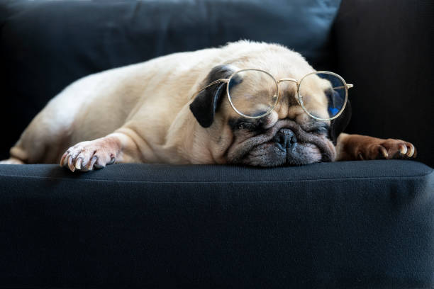 chien de carug vieux drôle avec des glaces reposant sur le sofa noir moderne dans le salon. visage fatigué et ennuyé dans le temps paresseux - face time photos et images de collection