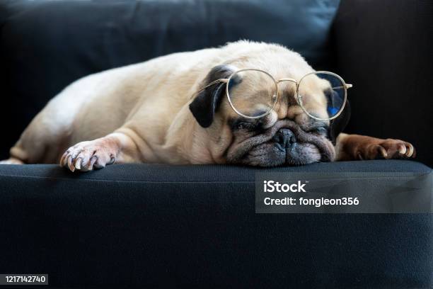 Funny Old Pug Dog With Glasses Sleeping Rest On Modern Black Sofa In The Living Room Tired And Bored Face In The Lazy Time Stock Photo - Download Image Now