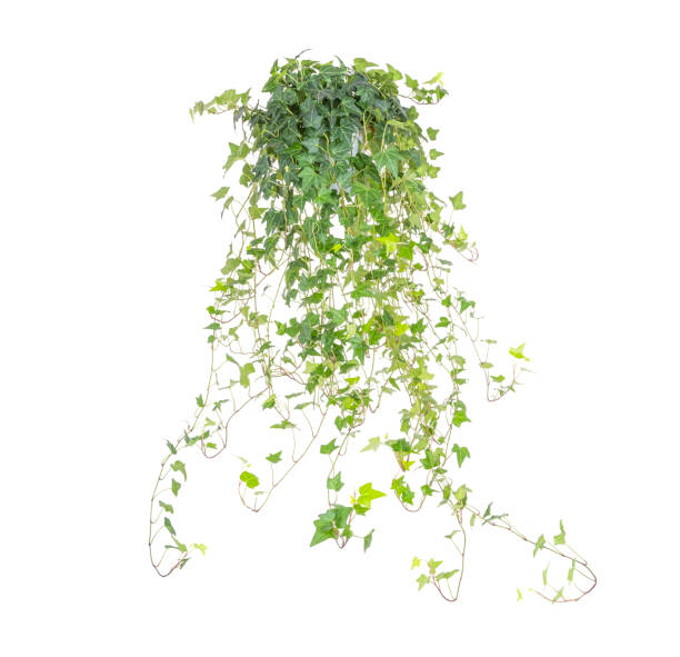 istock ivy leaves isolated on white 1217143302